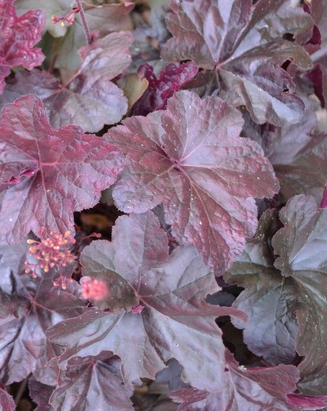 Plant Combinations: Spirea japonica ‘Goldflame’ and Coral Bells ...