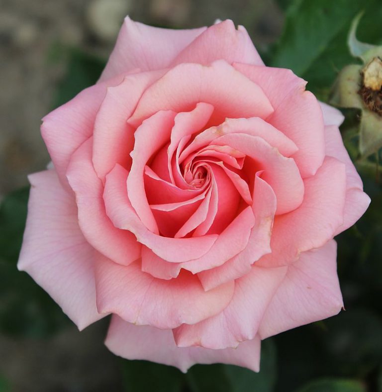 Plant Profile: Rose ‘Tournament of Roses’