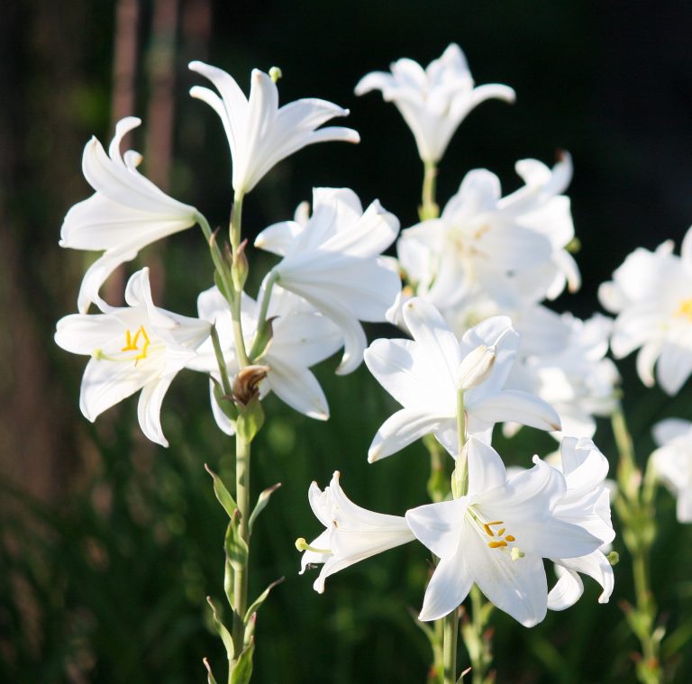 Plant Profile: Madonna Lily (Lilium Candidum) – KarensGardenTips.com