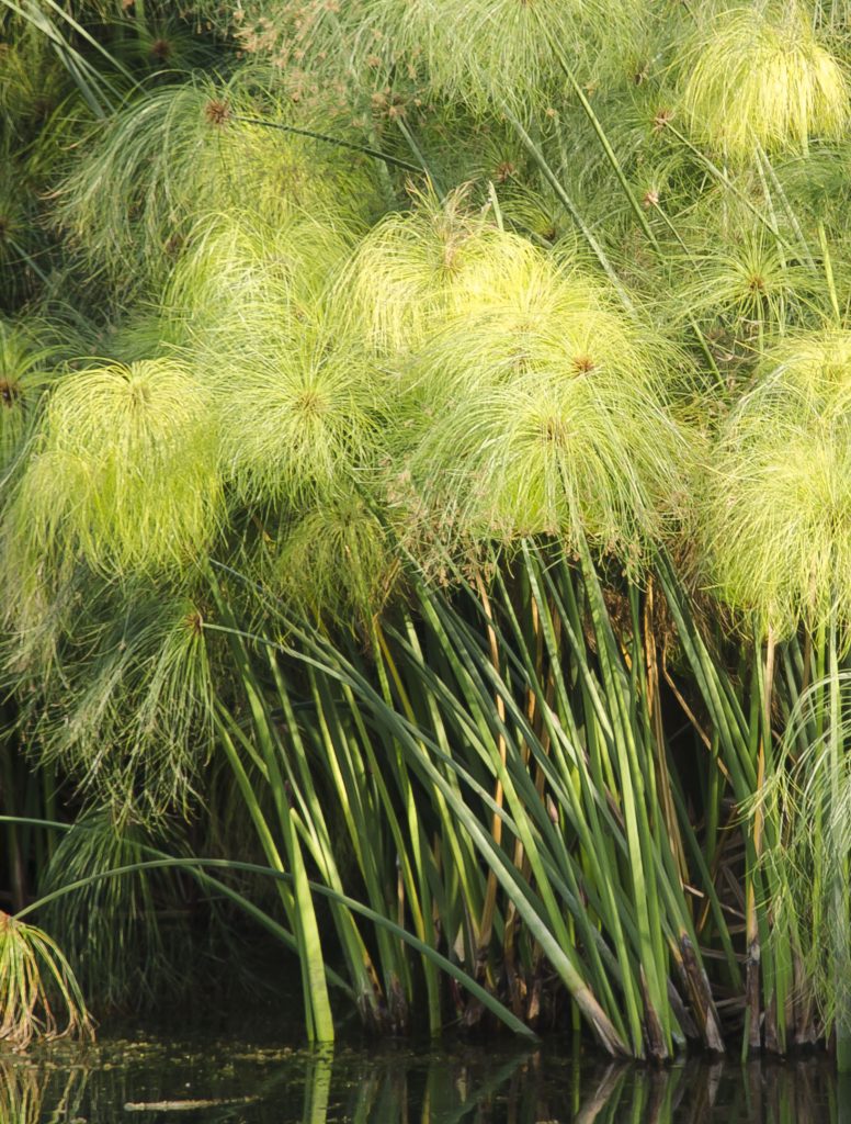 Plant Profile: Bulrush (Cyperus papyrus) – KarensGardenTips.com