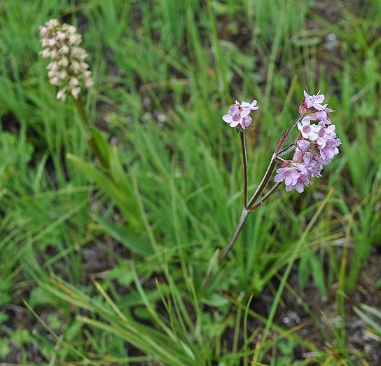 plants-of-the-bible-spikenard-nardostachys-jatamansi