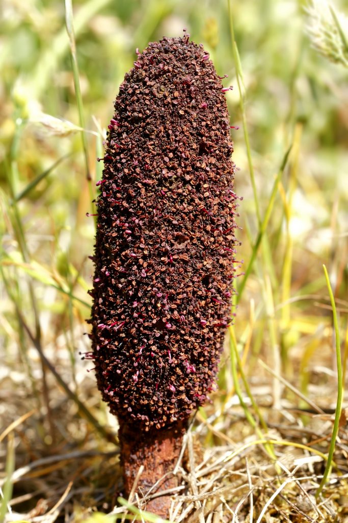 plants-of-the-bible-tarthuth-aka-juniper-roots-cynomorium-coccineum