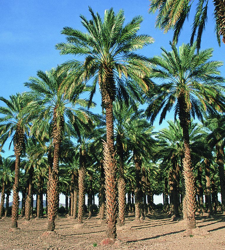 Plant Profile: Date Palm (Phoenix dactylifera) – KarensGardenTips.com