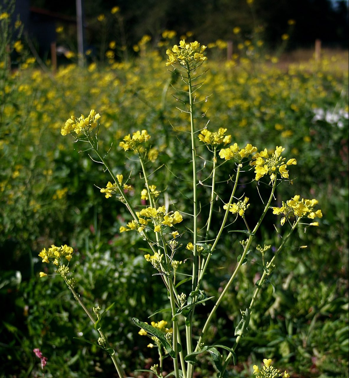 Plant Profile: Charlock Mustard (Sinapis arvensis aka Brassica kaber ...