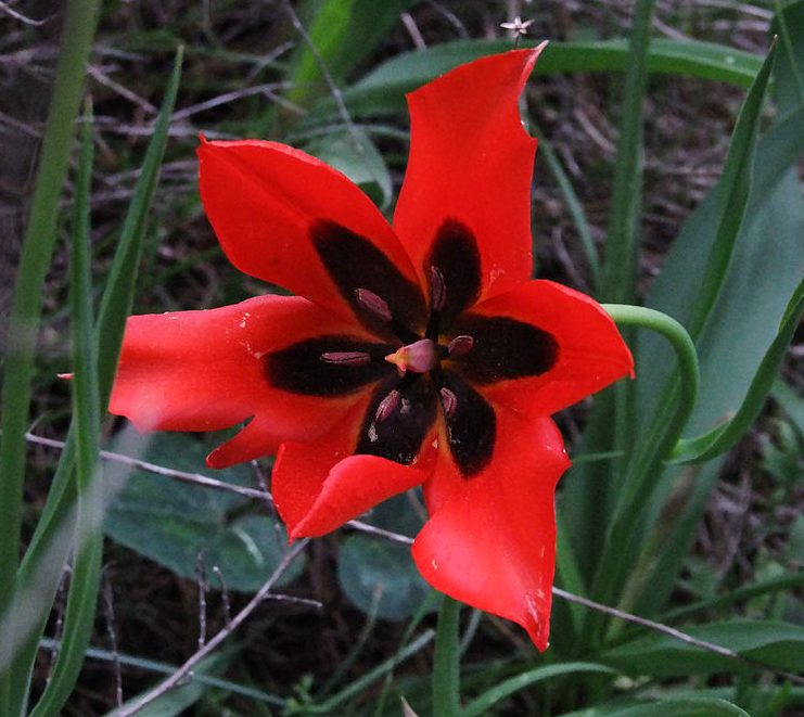 Plant Profile: Sharon Tulip (Tulipa agenensis aka T. sharonensis