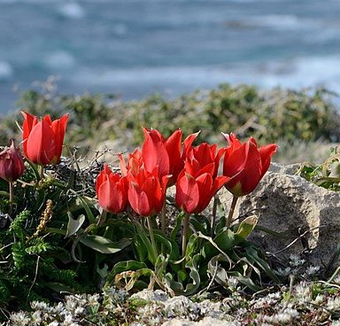 Plant Profile: Sharon Tulip (Tulipa agenensis aka T. sharonensis