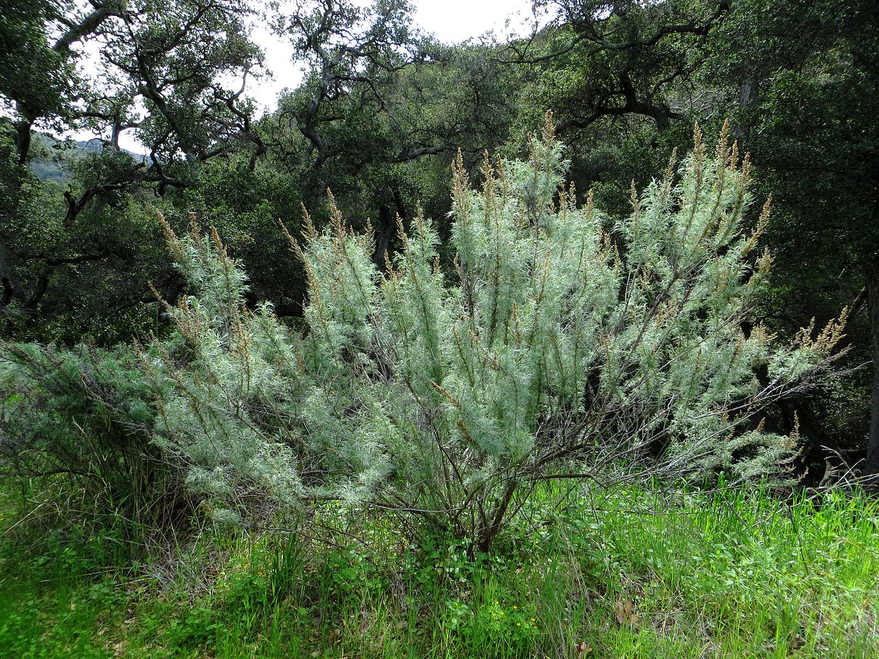 Plant Profile: California Sagebrush (Artemisia Californica ...