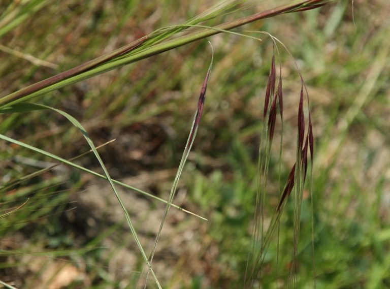 Plant Profile: Purple Needle Grass (Stipa pulchra aka Nassella pulchra ...