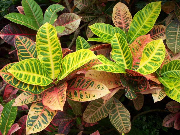 Plant Profile: Croton (Codiaeum variegatum) – KarensGardenTips.com