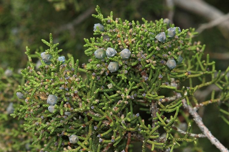 plant-profile-california-juniper-juniperus-californica