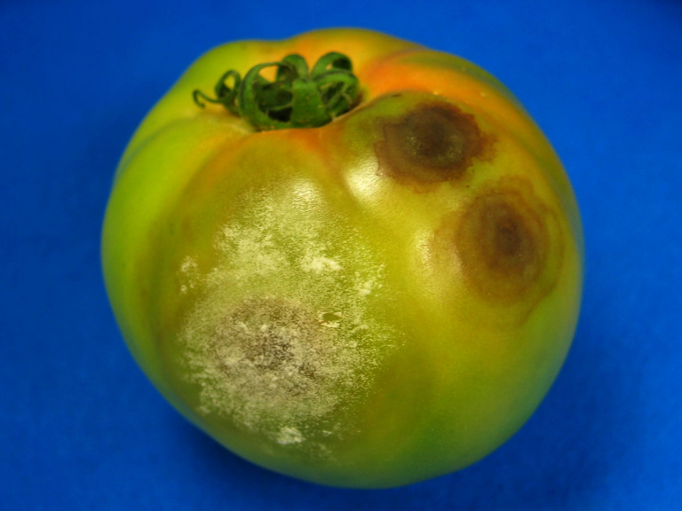 common-diseases-of-tomato-and-their-control-buckeye-rot