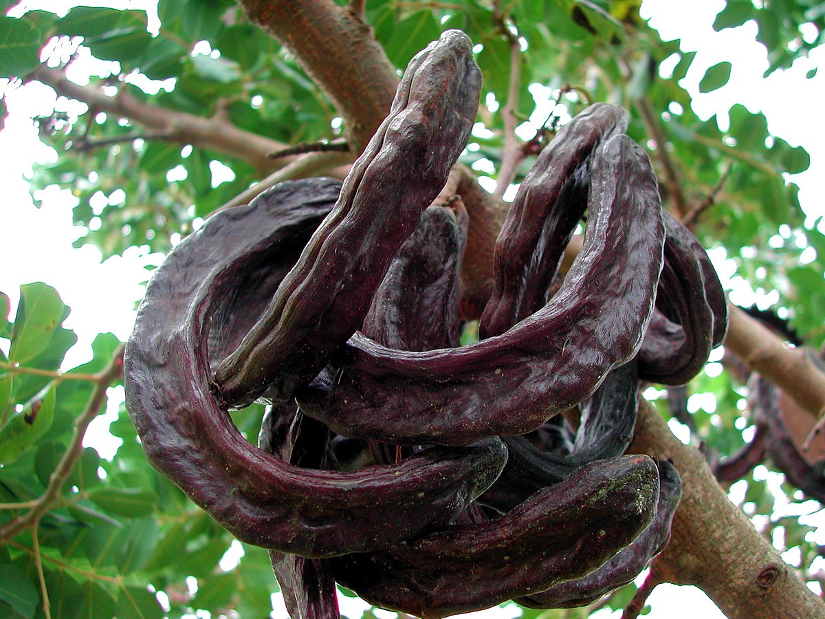 Plants of Ancient Pompeii: Carob (Ceratonia siliqua) – KarensGardenTips.com