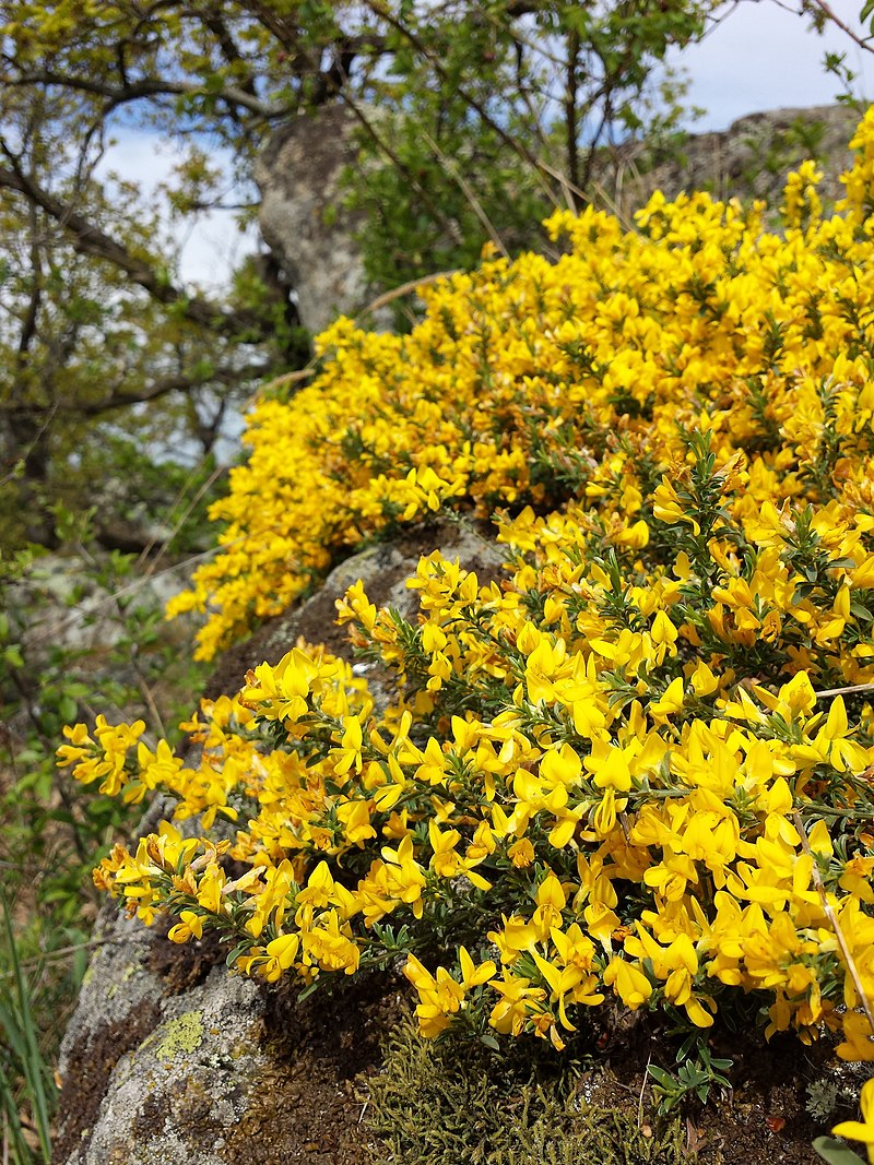 Plant Profile: Silky Leaf Woodwaxen (Genista pilosa) – KarensGardenTips.com