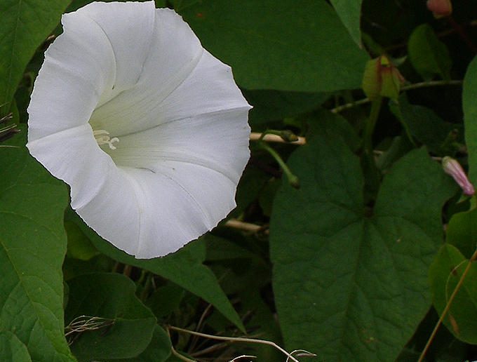 Weeds and Their Control: Hedge Bindweed (Calystegia sepium ...